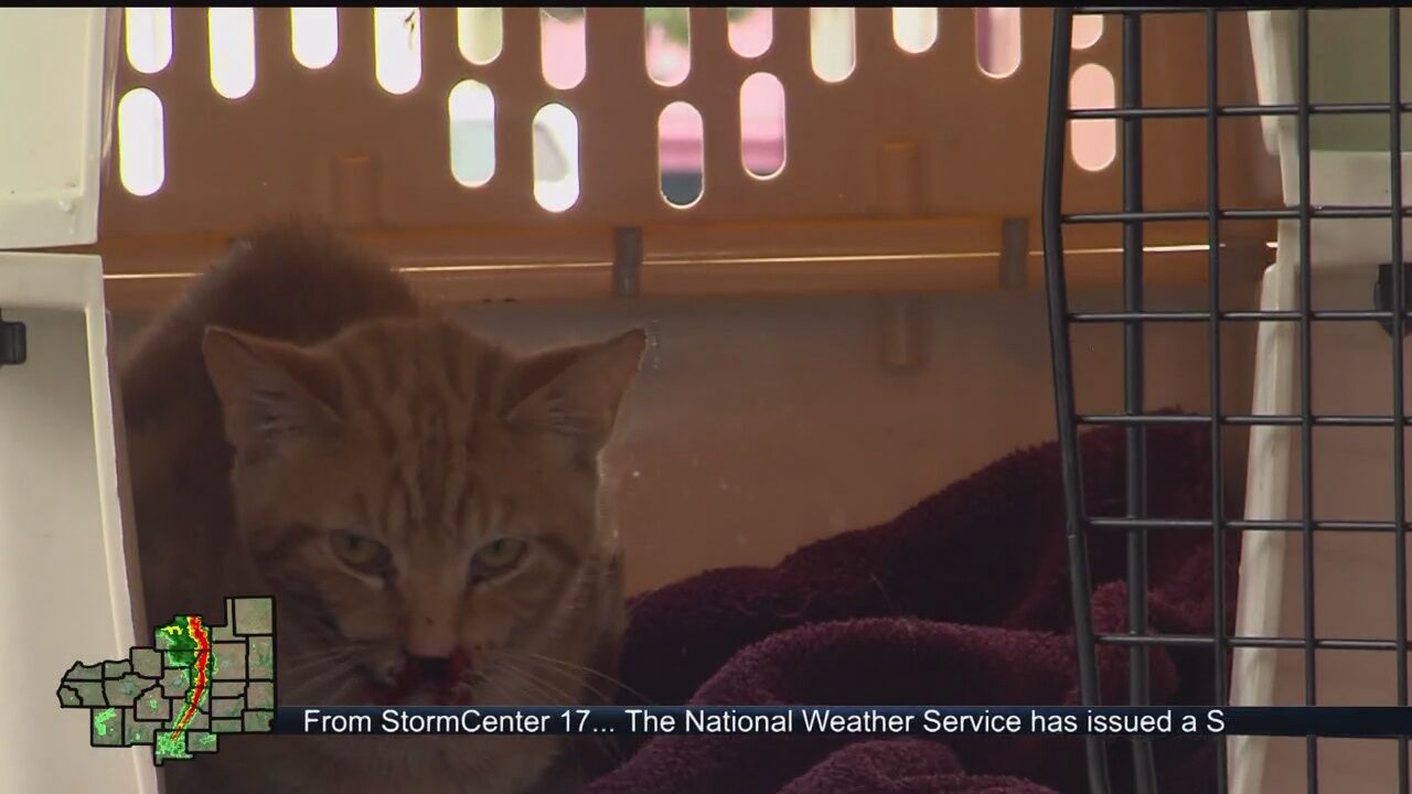 Respiratory disease killing cats in Springfield
